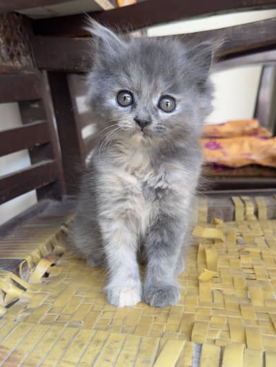 Persian Cats