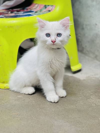 White Persian cat