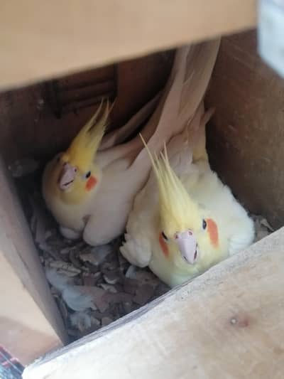 Cocktails