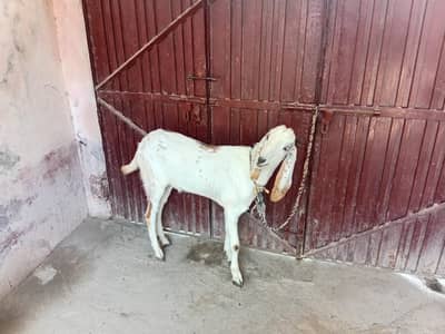 do dant bakra for sale.