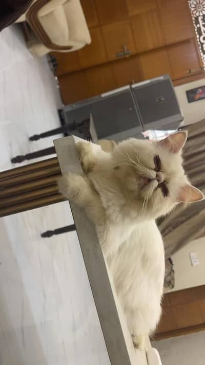 Piki kitten