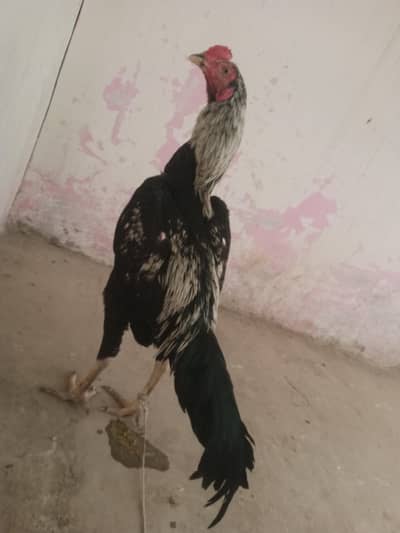 Royal Aseel Sindhi Murrah 