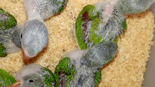 Green Parrot | rao Kashmiri Parrot | green Chicks | خوبصورت راؤ کشم