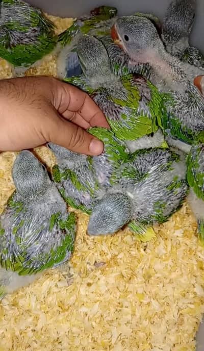 | Green Parrot | rao Kashmiri Parrot | green Chicks | خوبصورت راؤ کش