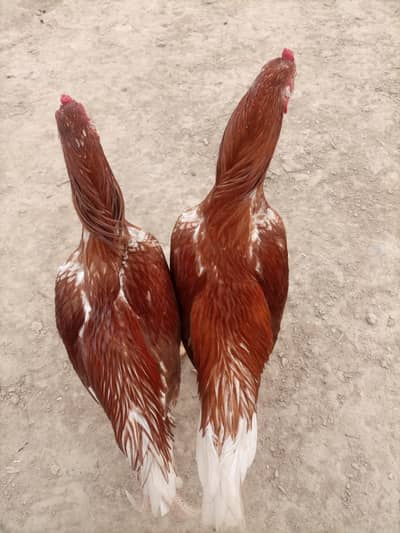 Aseel Murghy For Sale- Healthy & active pair