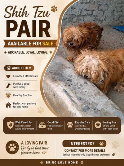 Brown Shitzu Dog Pair Looking For New Shelter