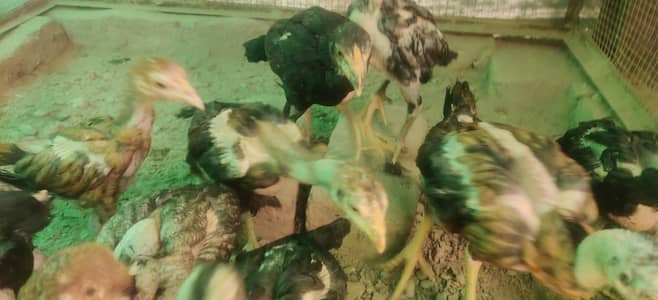 MashaAllaہ Aseel Chicks n breeder pair