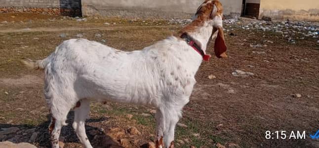 qurbani ka bakra argent for sale 0326,64,35,483