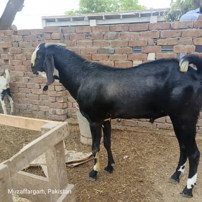 for Qurbani
