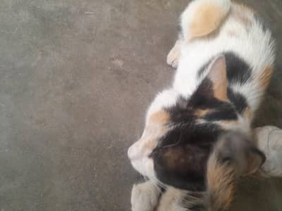 cats and kittens