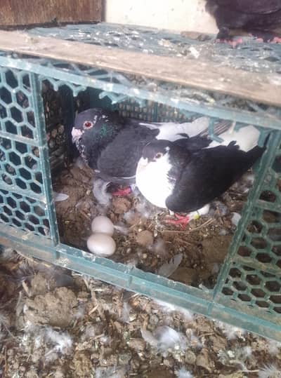 Health and active pigeon  urgent for sale
