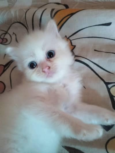 Persian baby cat for sale blue eyes female very loving and playable