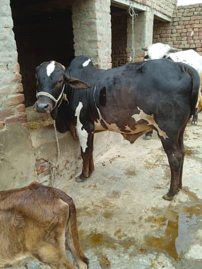 2 wachy qurbani k liy