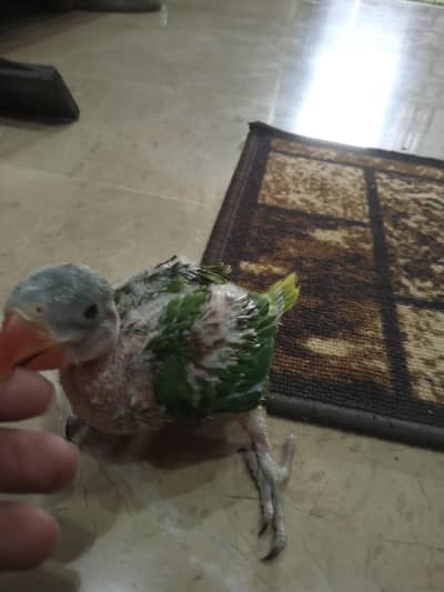 pahari and ringneck chicks