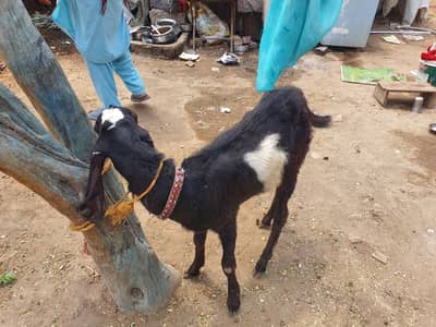 Bara for sale qurbani lagti h