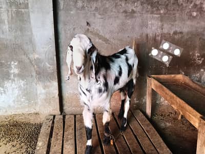 Goat ,sheep,dumba for Qurabni 2026