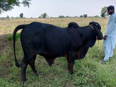 Bull Healthy For sale