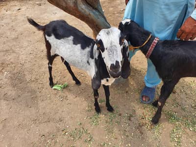 bakri and bakra for sale pair