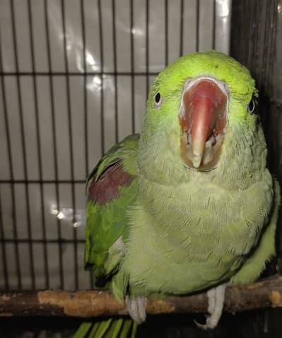 Female Raw Parrot