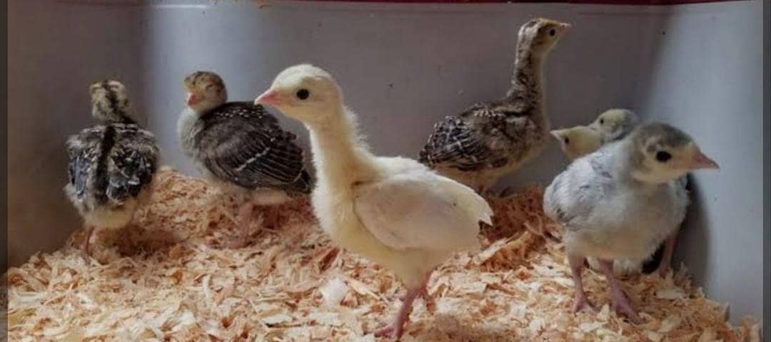 Turkey chicks available 0