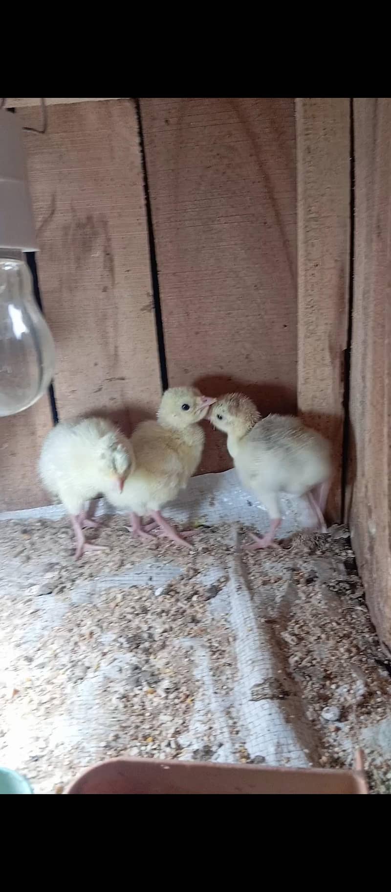 Turkey chicks available 1