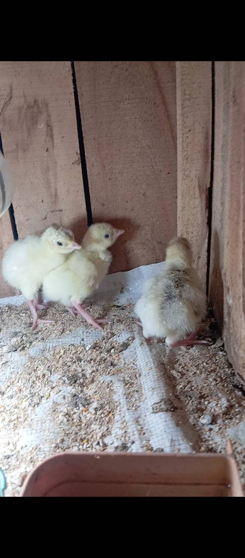 Turkey chicks available 2