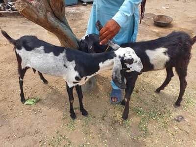 bakri and bakra pair for sale