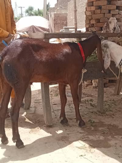 Bakra