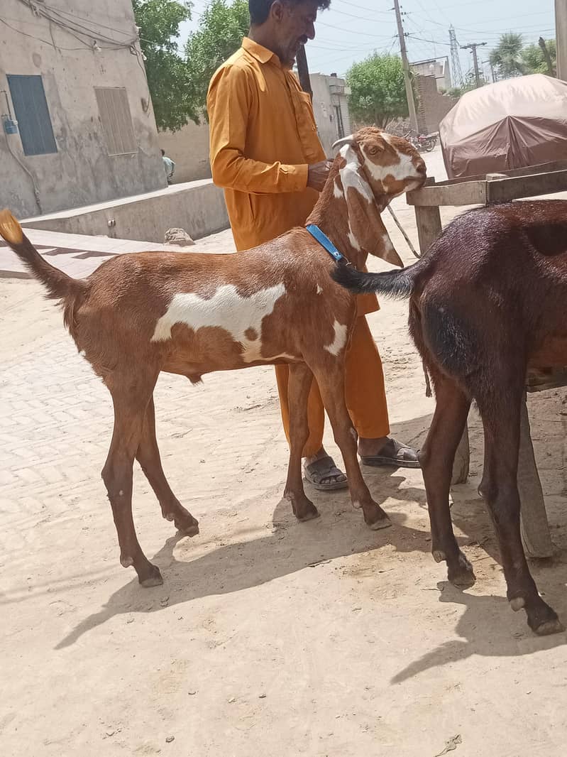 Bakra 1