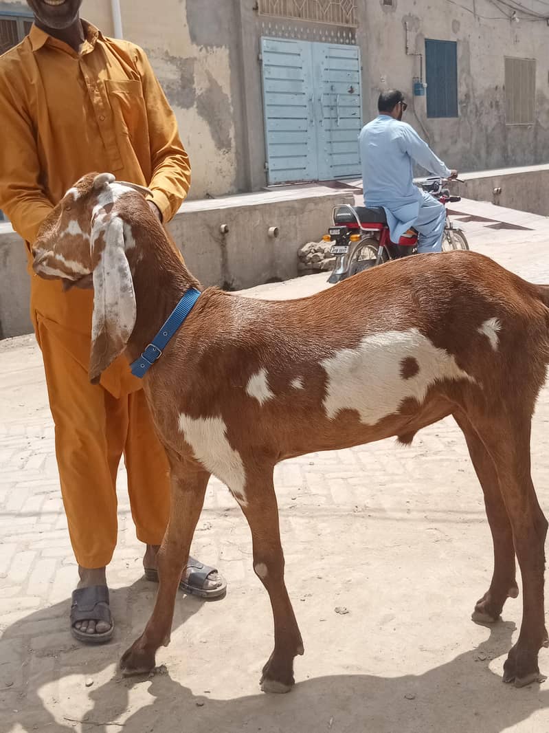 Bakra 2