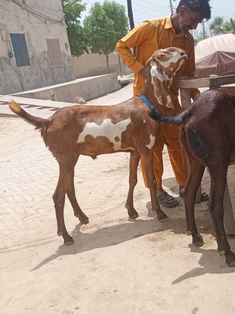 Bakra 3