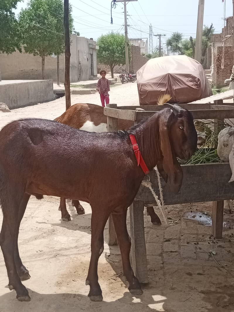 Bakra 4