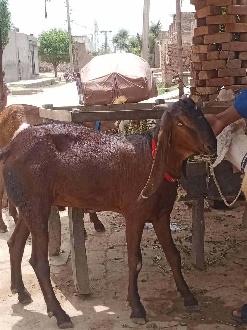 Bakra 5