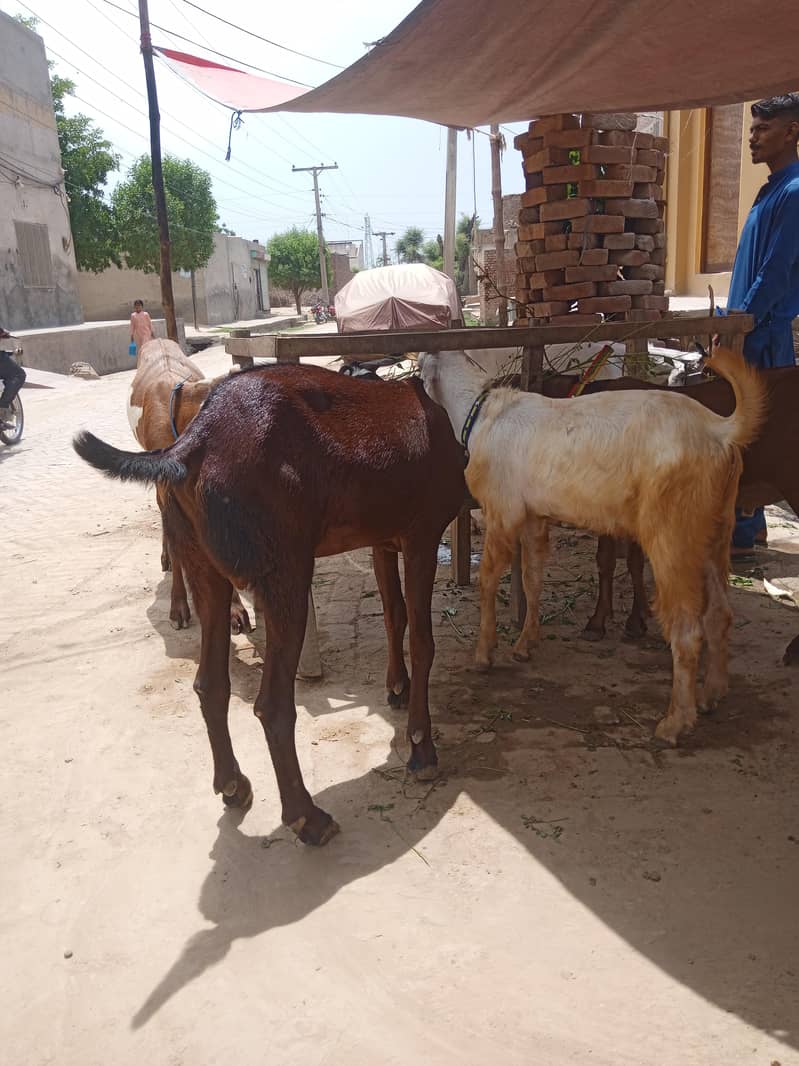 Bakra 6