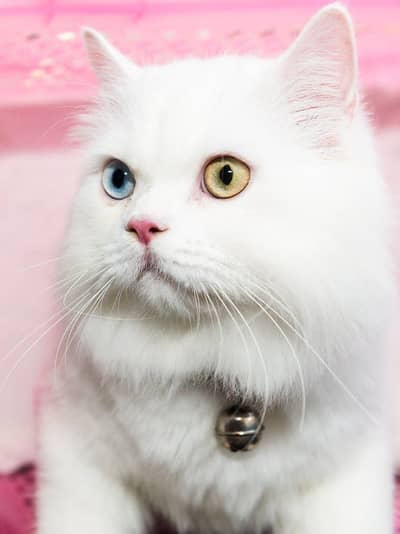 persian female cat for sale double coded