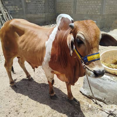 Cow 2 dant