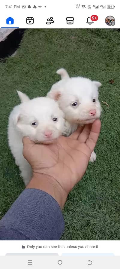 Russian puppy  pink nose