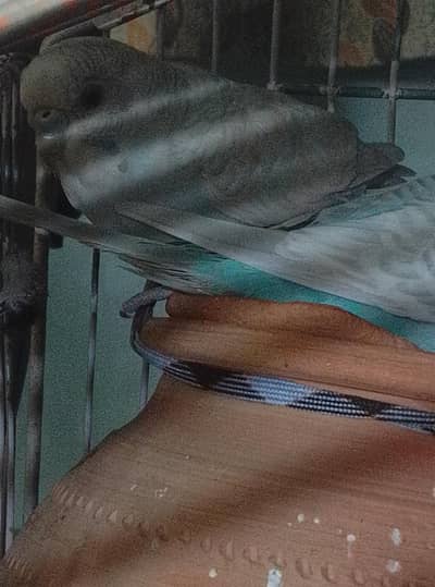 parrot