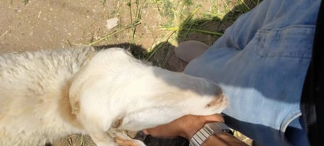 2dant ha mashallah sa bilkul ok ha 03171180510