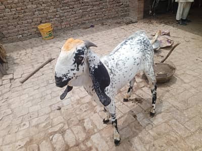 1 beautiful gote