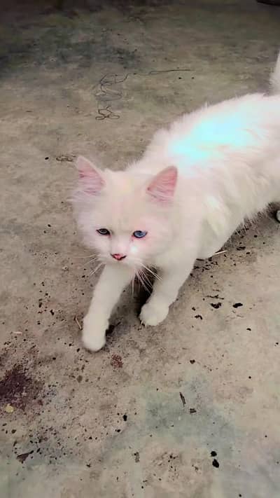 white color male just  all ok