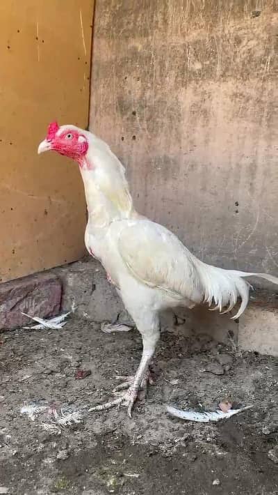 Aseel Heera | Male | Female | Aseel