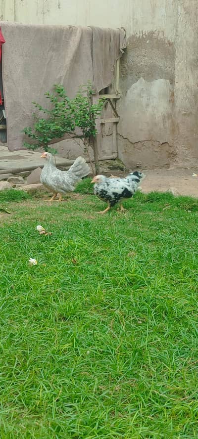 Japanese molted bantams