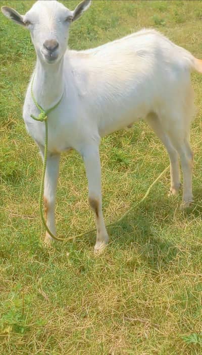 bakra for sale