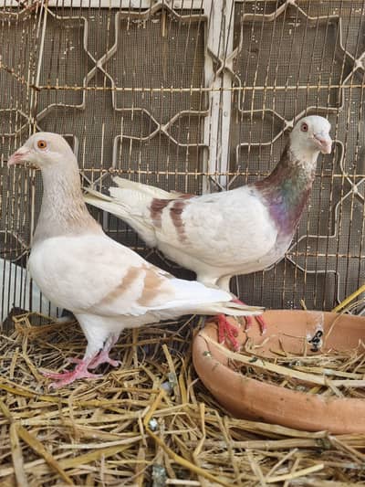 Khar pigeon pair