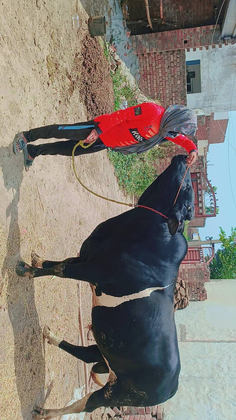 for Eid ul Azha 1