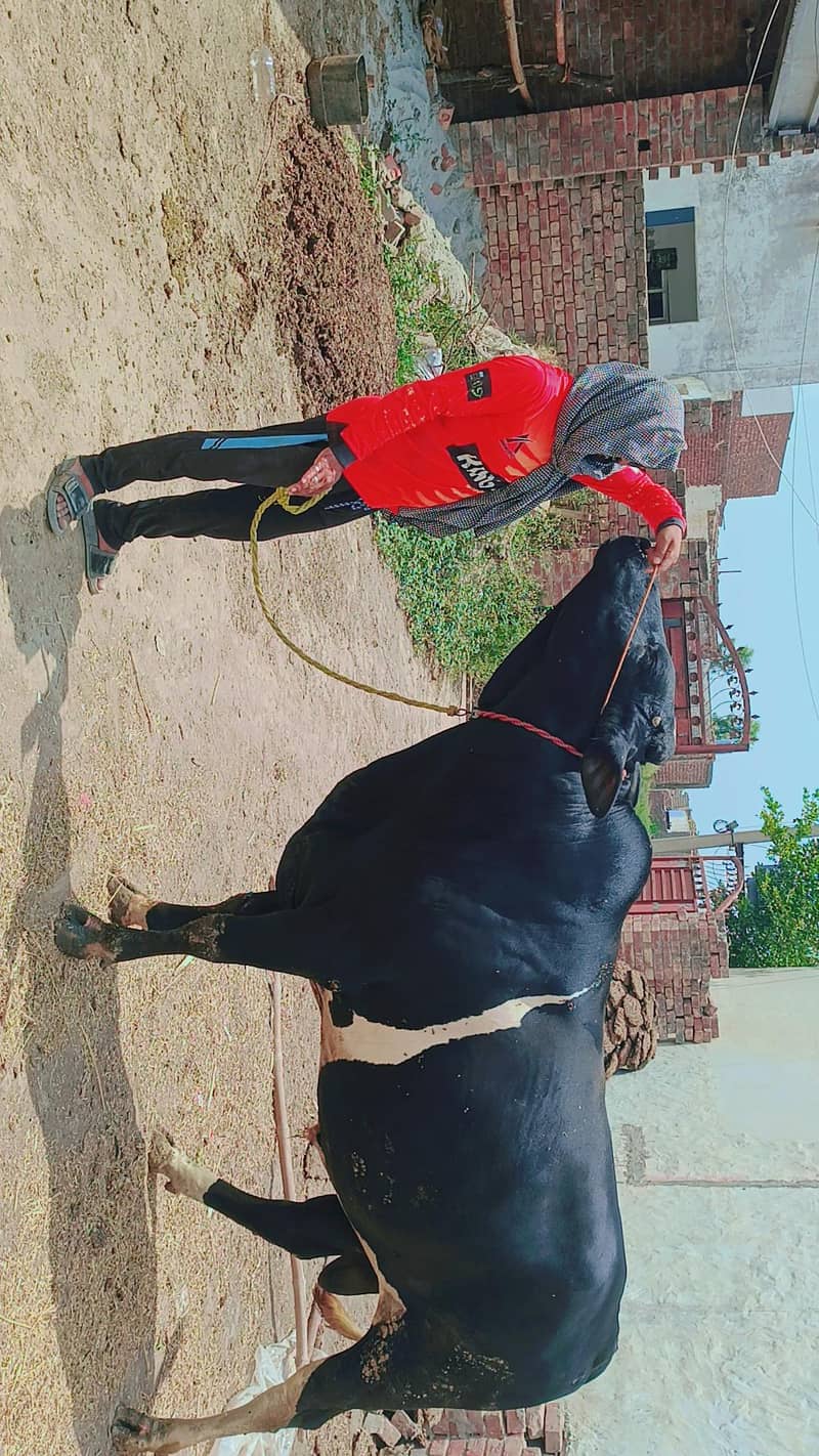 for Eid ul Azha 3