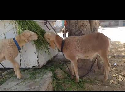 pure Kharay k dumbay healthy and active wazan me bht achy hein