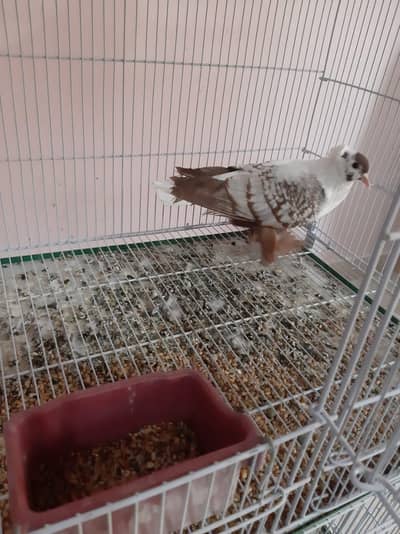 Swallow for sale