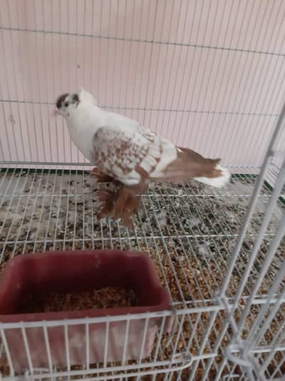 Swallow for sale